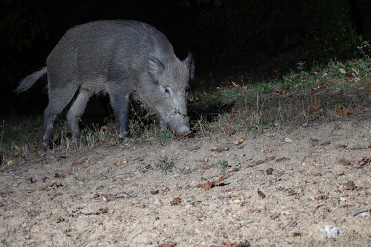 Wild boar at night in natural habitat