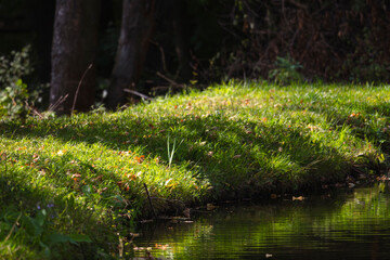 Autumn, pond, pond shore, water, grass, rest, relax, sun, rose hips, red, green