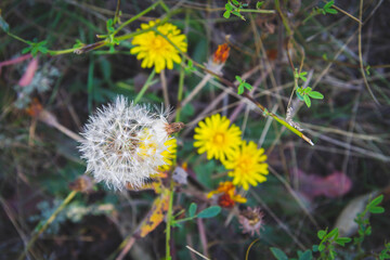 Autumn flowers in minimalist style. Autumn nature. Sunny weather in autumn..