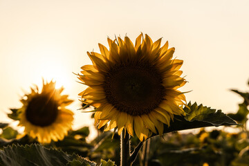 Obraz premium A vibrant sunflower field in full bloom at golden hour, showcasing bright yellow petals against a dramatic sunset sky. Perfect summer rural landscape with blooming sunflowers, countryside farmland, an