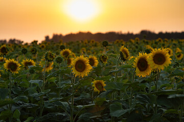 A vibrant sunflower field in full bloom at golden hour, showcasing bright yellow petals against a dramatic sunset sky. Perfect summer rural landscape with blooming sunflowers, countryside farmland, an