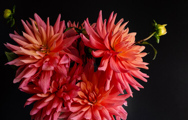 Bouquet of dahlias on dark background. Bright autumn flowers for home decoration.Concept: greeting card, autumn holidays, home decor. Selective focus. Close up.