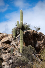 Saguaro Cactus and Blue Sky, Sonoran Desert