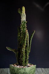 Opuntia Monacantha Variegata cactus in a green ceramic pot against a dark background with sun reflections. Close-up. Vertical