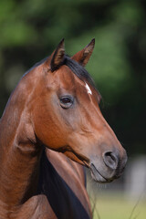 Obraz premium horse, animal, brown, portrait, farm, head, mammal, equine, nature, stallion, mane, mare, pony, equestrian, beautiful, field, white, horses, grass, pasture, beauty, summer, eye, green, face