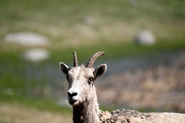 Bighorn Sheep Ewe in Mountain Meadow