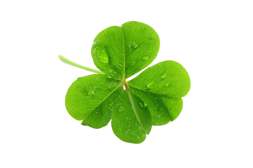 Vibrant three-leaf clover with water droplets, isolated on white transparent background