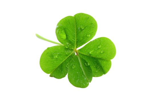Vibrant three-leaf clover with water droplets, isolated on white transparent background