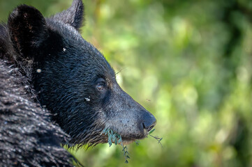 Close-up of American black bear with leaves in its mouth