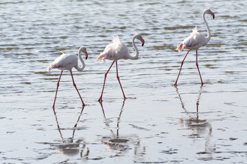 Flamencos de Walvis Bay, Namibia