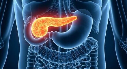 Illustration of the Human Pancreas Located in the Abdominal Area Highlighting Anatomy and Internal Organs for Medical and Healthcare Purposes