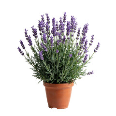 Fototapeta premium Flowering Lavender Plant in Terracotta Pot - Transparent PNGDESCRIPCION A vibrant, full lavender plant with lush green foliage and bright purple blossoms stands in a classic terracotta pot. The imag