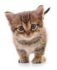 Cute tabby kitten looking forward isolated on white background