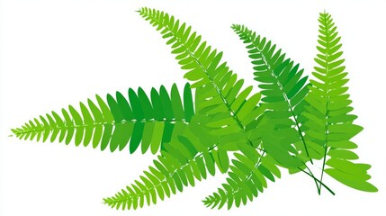 A vibrant illustration of multiple green fern fronds clustered together on a clean white background, showcasing natural botanical beauty.