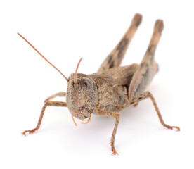 Brown bush cricket isolated on white background