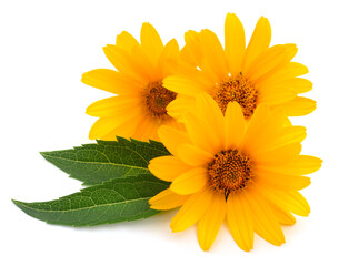 Jerusalem artichoke yellow flowers with green leaves isolated on white background