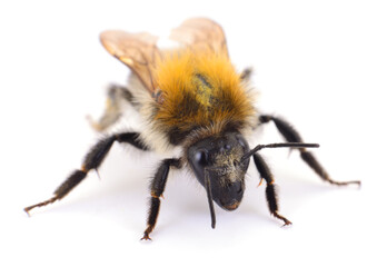 Bumblebee with pollen close up isolated on white background