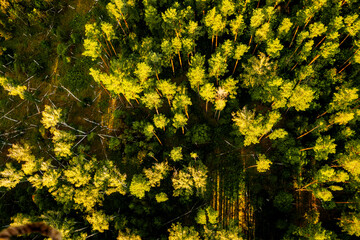 Naklejka premium Bird's-eye view of a grassy field with trees, forest background
