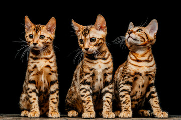 Gorgeous Spotted Bengal Cat with black background.