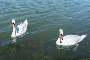 Obraz premium Two swans floating gently on clear lake water. This photo illustrates the concept of peace, elegance, nature, wildlife, connection, and serene coexistence.
