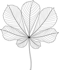 Coloring page with leaf of horse chestnut  (Aesculus hippocastanum) isolated on white background	