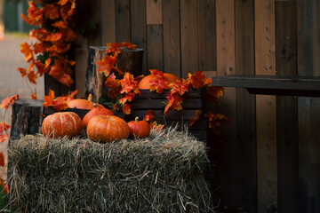 Embrace autumn with charming harvest decor of pumpkins and colorful foliage for a cozy vibe
