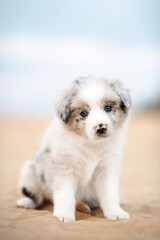 small, cute, border collie puppy sitting on the yellow sand on the coast beach. blue cloudy sky. vertical
