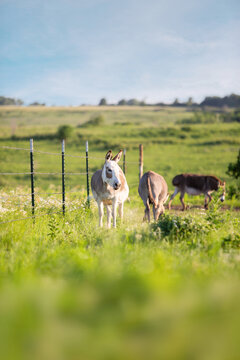 Donkeys grazing in a field on a beautiful, sunny day with an out-of-focus foreground.