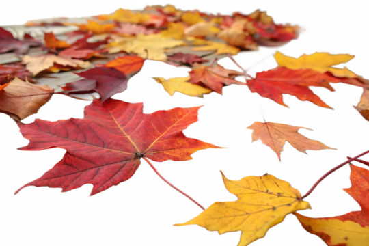 Collection of colored fallen autumn leaves on AI Generated by PNG