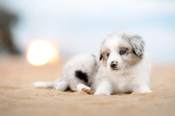 small, cute, border collie puppy lying on the yellow sand on the coast beach. blue cloudy sky