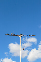 A flock of pigeons perched on a street light pole against a bright blue sky with white clouds