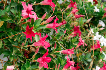 Pink flowers on green plant. This photo illustrates the concept of natural beauty and botanical growth in outdoor environments