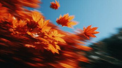 Falling autumn maple leaves against blue sky