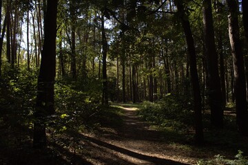 a mysterious path in the thick of the forest