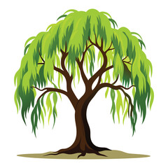Willow Tree Illustration Isolated on White Background