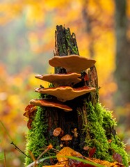 Stacked mushrooms on mossy tree stump in autumnal forest