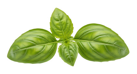 Fototapeta premium Fresh Green Basil Leaves Arranged in a Cluster, Isolated on a Checkered Background, Ideal for Culinary and Herbal-Themed Designs, High Resolution