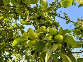 Ripe apples on the branches of an apple tree in the garden.Ripe apples on a tree in the orchard
