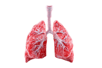 Human lungs anatomy model, isolated on white transparent background.