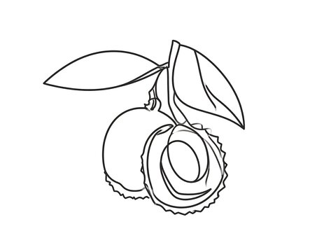 Simple line drawing of a pair of macadamia nuts with leaves