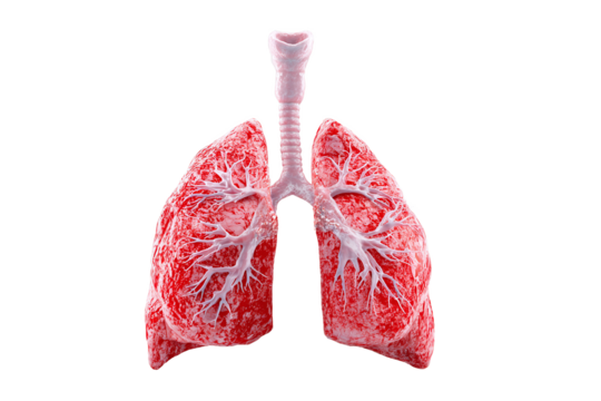 Human lungs anatomy model, isolated on white transparent background.