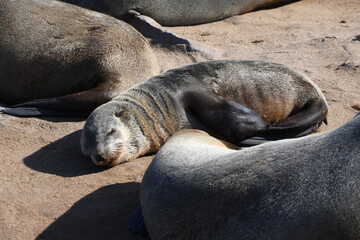 Fototapeta premium Joven lobo marino, Cape Cross, Namibia