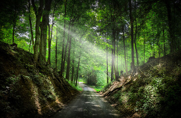A Serene Pathway Through Lush Green Forests and Trees