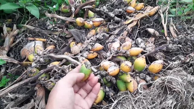 Closeup of hand harvesting Areca nuts from the ground