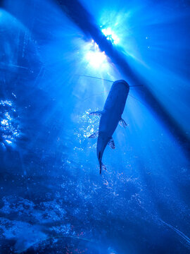 shark