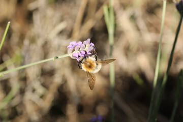 Bourdon des champs --- Bourdon roux (Bombus pascuorum)
Bombus pascuorum on an unidentified flower or plant
