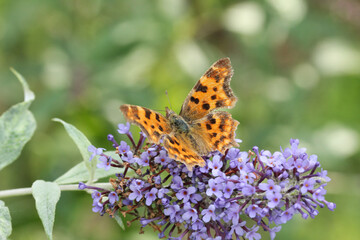 Obraz premium Robert-le-diable (Polygonia c-album) Polygonia c-album on an unidentified flower or plant 
