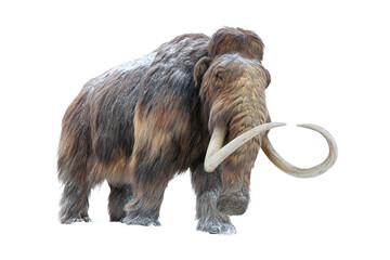 Fototapeta premium Woolly Mammoth Standing with Snow on Fur, Isolated on White Transparent Background