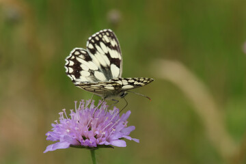 Demi-deuil (Melanargia galathea)
Melanargia galathea on an unidentified flower or plant
