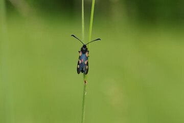 Zygène du trèfle (Zygaena trifolii)
Zygaena trifolii in its natural element

